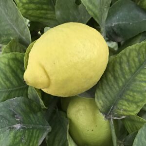LIMÓN PIEL FINA